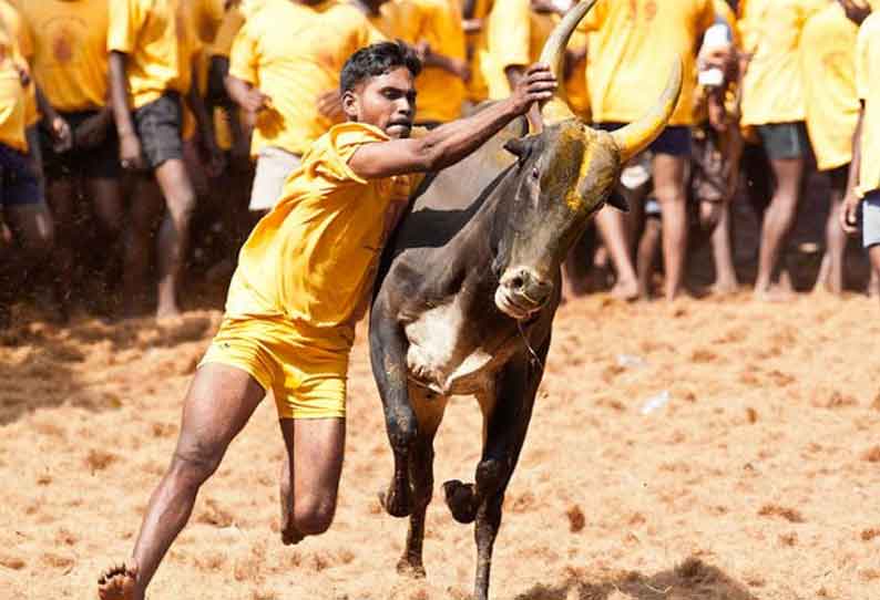 ஜல்லிக்கட்டின் போது காளைகள்‘மரணம்’ விலங்கு நல அமைப்பு தமிழக அரசுக்கு கடிதம்