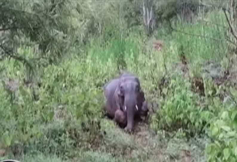 கேரளாவில் மீண்டும் ஒரு யானை பலி - வாயில் காயம் வெடிபொருள் காரணமா ?