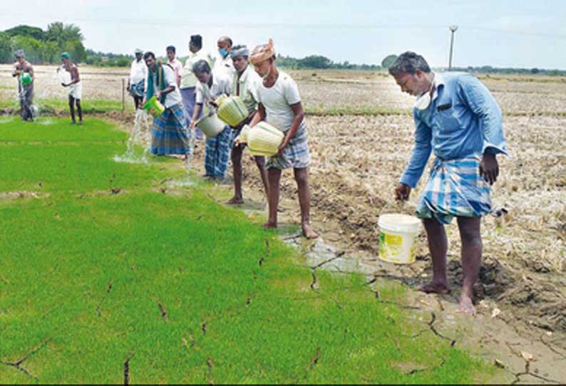 வாய்க்காலை எட்டாத காவிரி நீர்: அடிபம்பில், தண்ணீர் பிடித்து நாற்றங்காலில் ஊற்றும் விவசாயிகள்