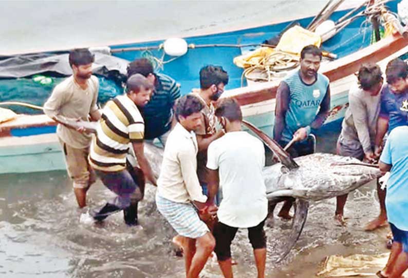 நாகை மீனவர் வலையில் சிக்கிய 250 கிலோ ராட்சத மீன்; சக மீனவர்கள் மகிழ்ச்சி