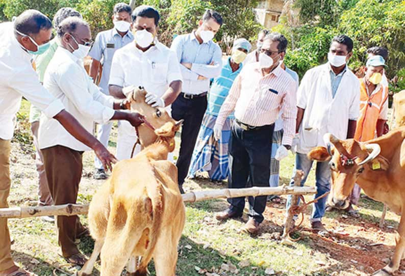 ஆலங்குடியில், கால்நடை மருத்துவ முகாம்; அமைச்சர் காமராஜ் தொடங்கி வைத்தார்