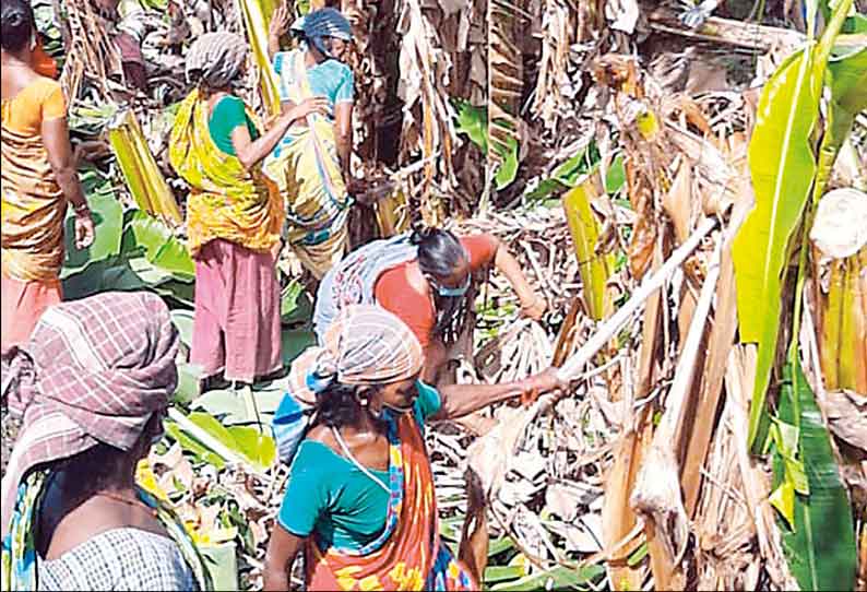 நெல்லிக்குப்பம் அருகே பாசன வாய்க்காலை ஆக்கிரமித்து பயிரிட்டிருந்த வாழைகள் வெட்டி அகற்றம்