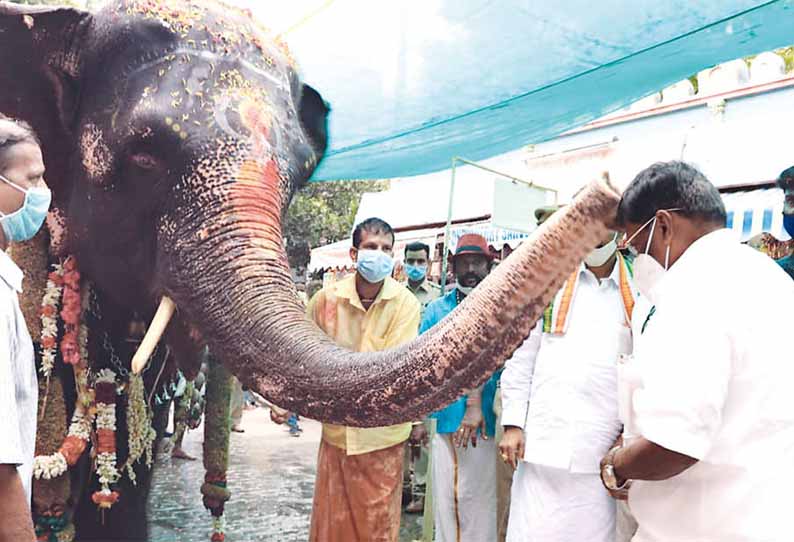 காமராஜர் வேளாண் அறிவியல் மையத்தில் இருந்து மணக்குள விநாயகர் கோவிலுக்கு யானை திரும்பியது - மேளதாளத்துடன் பக்தர்கள் வரவேற்பு