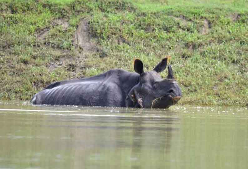 அசாம் வெள்ள பாதிப்பு 110 பேர் பலி; 27 லட்சம் விலங்குகள் பாதிப்பு