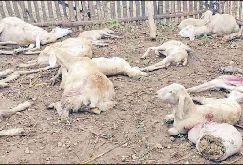 காங்கேயம் அருகே விவசாயி தோட்டத்தில் நாய்கள் கடித்து குதறியதில் 13 ஆடுகள் செத்தன