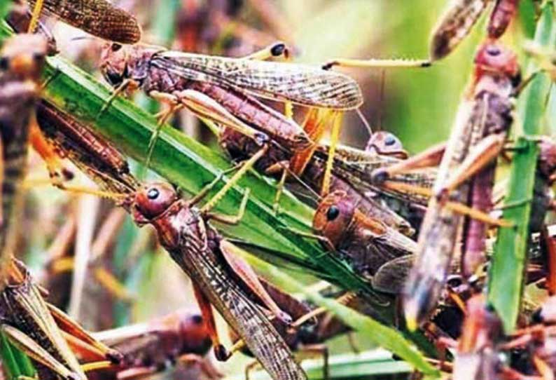 மத்திய, மாநில அரசுகள் வெட்டுக்கிளிகளை பிடிக்க கொசு வலைகளை கொள்முதல் செய்ய வேண்டும்