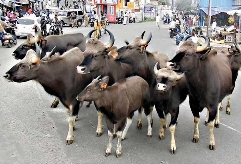 கொடைக்கானலில் குட்டியுடன் கூட்டமாக உலா வந்த காட்டெருமைகள்   பொதுமக்கள் அலறியடித்து ஓட்டம்