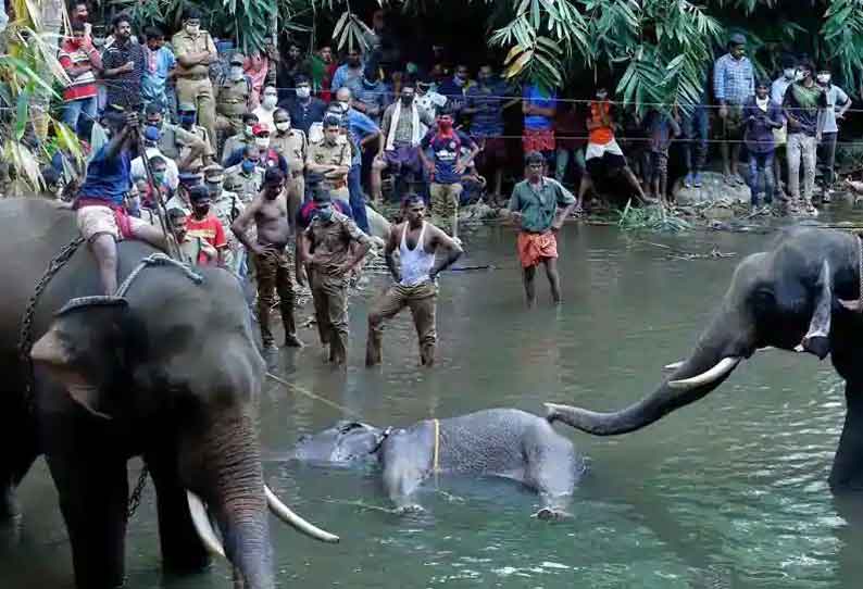 யானைக்கு உணவில் பட்டாசு வைத்து வெடித்து கொல்லவது இந்திய கலாச்சாரம் இல்லை - பிரகாஷ் ஜவடேகர் கடும் கண்டனம்