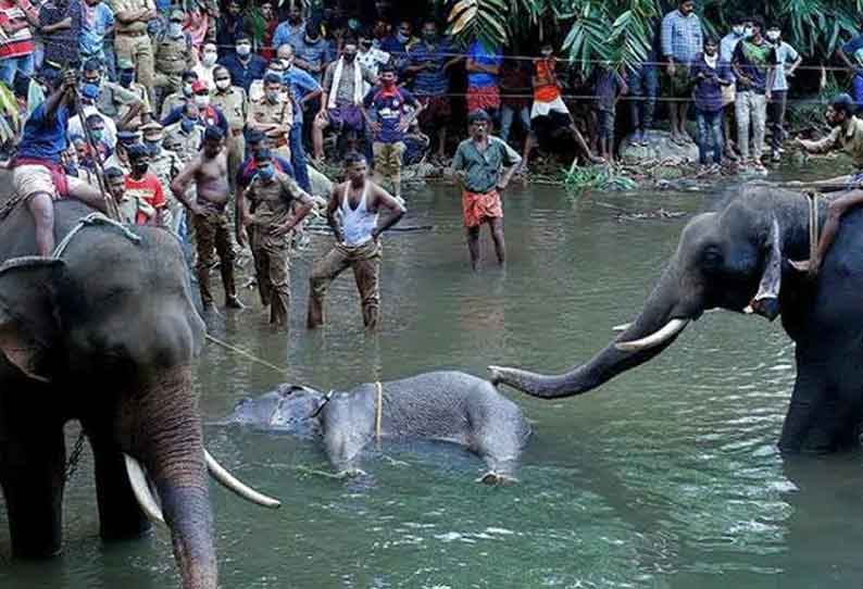 கேரளாவில் யானை கொல்லப்பட்ட விவகாரம்: சிறப்பு புலனாய்வுக்குழு விசாரிக்க வேண்டும் - சுப்ரீம்கோர்ட்டில் வழக்கு