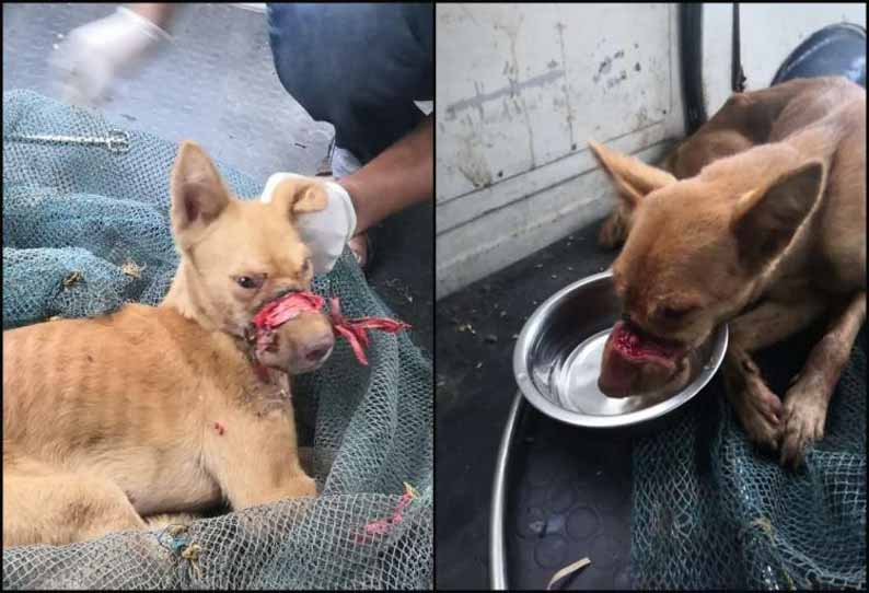 வாயில் இறுக்கமாக டேப் ஓட்டப்பட்டு இரண்டு வாரங்கள் வேதனையுடன் சுற்றித்திரிந்த நாய்.