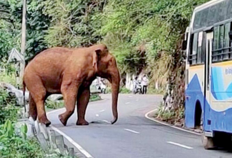 குன்னூர்-மேட்டுப்பாளையம் சாலையில் அரசு பஸ்சை வழிமறித்த காட்டுயானையால் பரபரப்பு