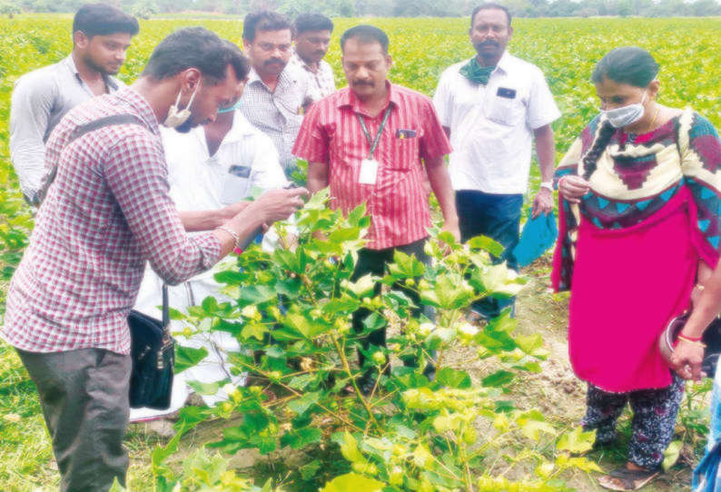 பொறையாறு அருகே பருத்தி செடிகளில் வெட்டுக்கிளி தாக்குதல்; விவசாயிகள் கவலை வேளாண்மை அதிகாரி ஆய்வு