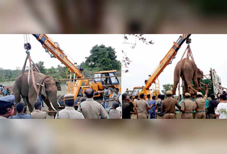 தேன்கனிக்கோட்டை அருகே, 3 விவசாயிகளை கொன்ற யானை மயக்க ஊசி போட்டு பிடிக்கப்பட்டது - சத்தியமங்கலம் காட்டில் விடப்படுகிறது