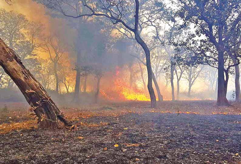 தீ விபத்தை தடுக்கும் வகையில்   தமிழக-கேரள எல்லையில் விரைவில் தீத்தடுப்பு கோடுகள்   வனத்துறை அதிகாரி தகவல்