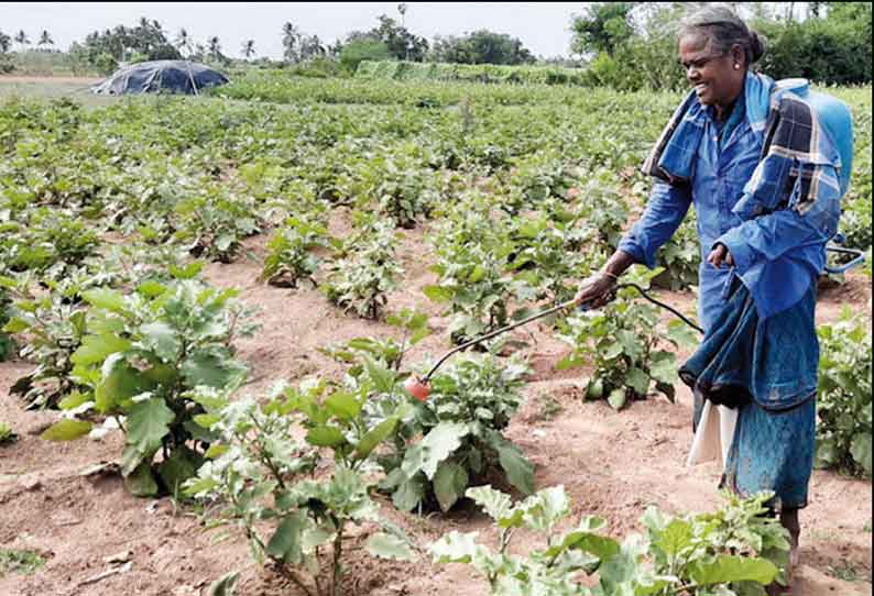 மேற்பனைக்காடு, ஆதனக்கோட்டை பகுதிகளில் வாழை, காய்கறி செடிகளில் பூச்சி தாக்குதல் விவசாயிகள் பாதிப்பு