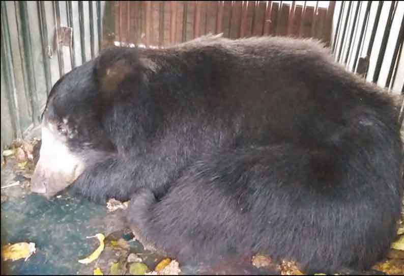 கடையம் அருகே, அட்டகாசம் செய்து வந்த கரடி வனச்சரக அலுவலகத்தில் வைத்த கூண்டில் சிக்கியது