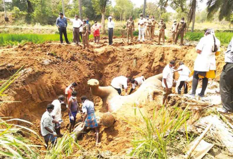 குடியாத்தம் அருகே மின்வேலியில் சிக்கி இறந்த யானை உடல் தோண்டி எடுப்பு