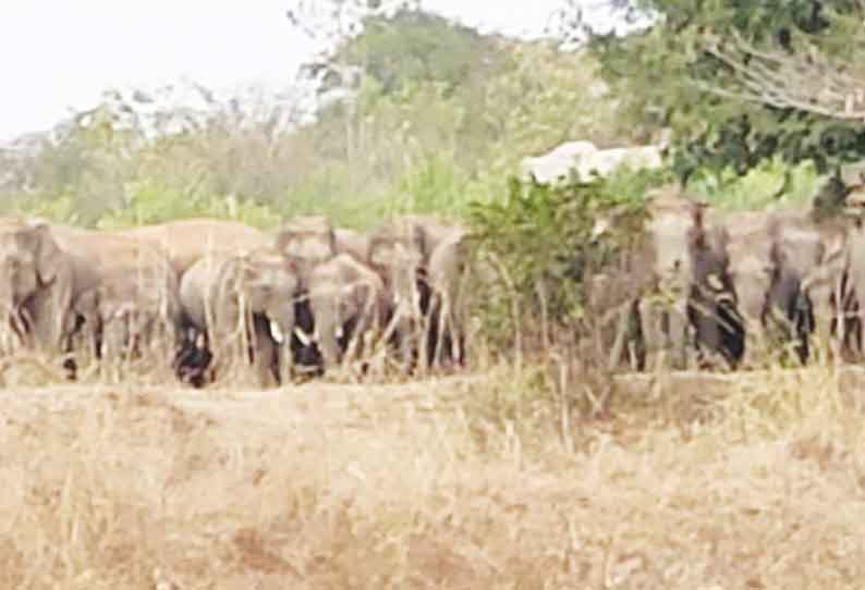 வேப்பனப்பள்ளி அருகே காட்டு யானை தாக்கி வன ஊழியர் உள்பட 2 பேர் பலி