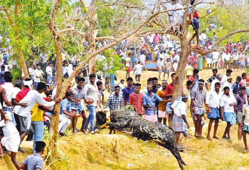 மாசி படையல் விழாவையொட்டி, மதுராபுரி உச்சி கருப்பன் கோவிலில் மஞ்சுவிரட்டு