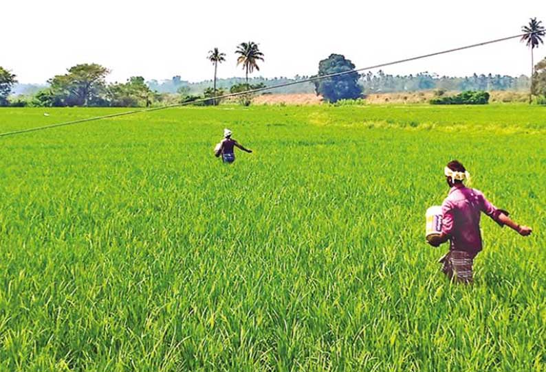 கம்பம் பகுதியில் 2-ம் போக சாகுபடி:    நெற்பயிர்களுக்கு உரமிடும் பணியில் விவசாயிகள் தீவிரம்