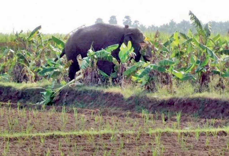 தாளவாடி அருகே   தோட்டத்துக்குள் புகுந்து யானைகள் அட்டகாசம்