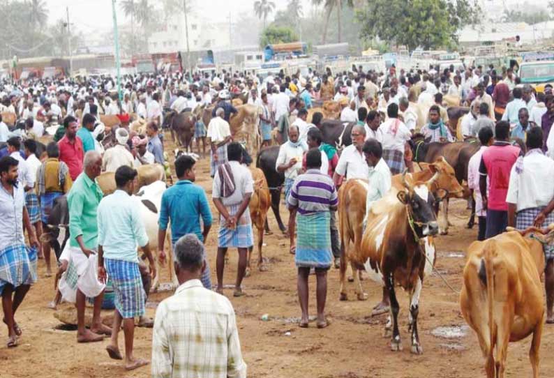 கோவில் திருவிழா எதிரொலி:   கருங்கல்பாளையம் சந்தைக்கு மாடுகள் வரத்து குறைந்தது