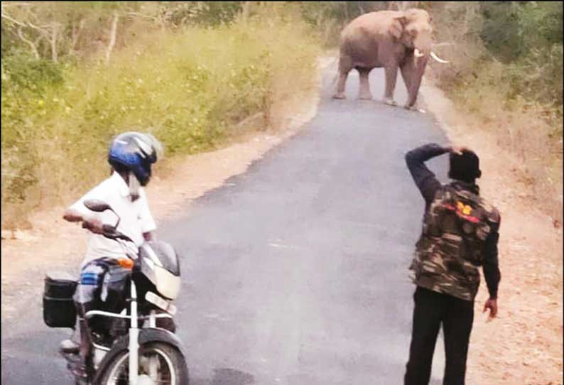 கடம்பூர் அருகே நடுரோட்டில் நின்று யானை அட்டகாசம்; நடவடிக்கை எடுக்க வாகன ஓட்டிகள் கோரிக்கை