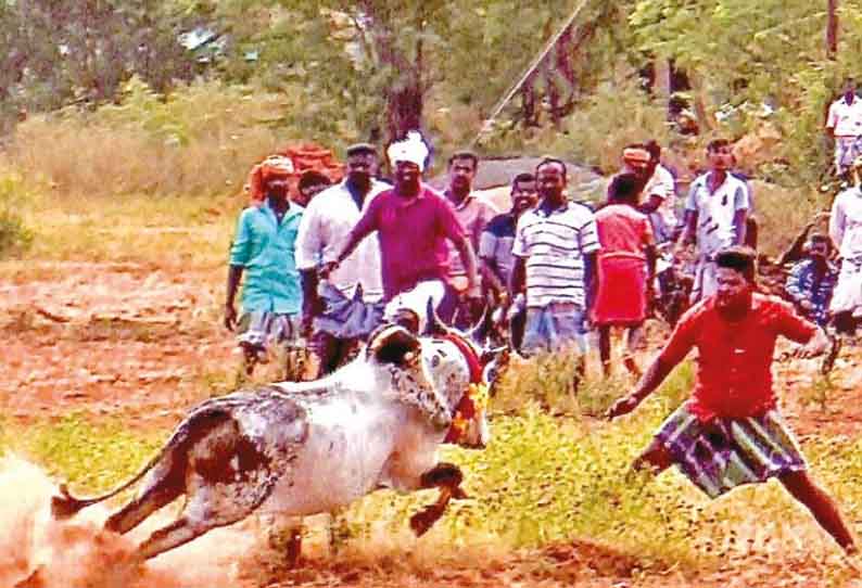 கொட்டாம்பட்டி அருகே, வெள்ளினிப்பட்டி மஞ்சு விரட்டு - 300 காளைகள் சீறிப்பாய்ந்தன; 10 பேர் காயம்