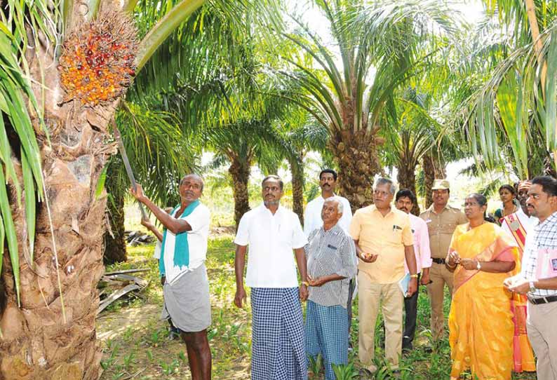 பாமாயில் மரம் சாகுபடி மூலம் அதிக லாபம் பெறலாம்; கலெக்டர் ரத்னா தகவல்