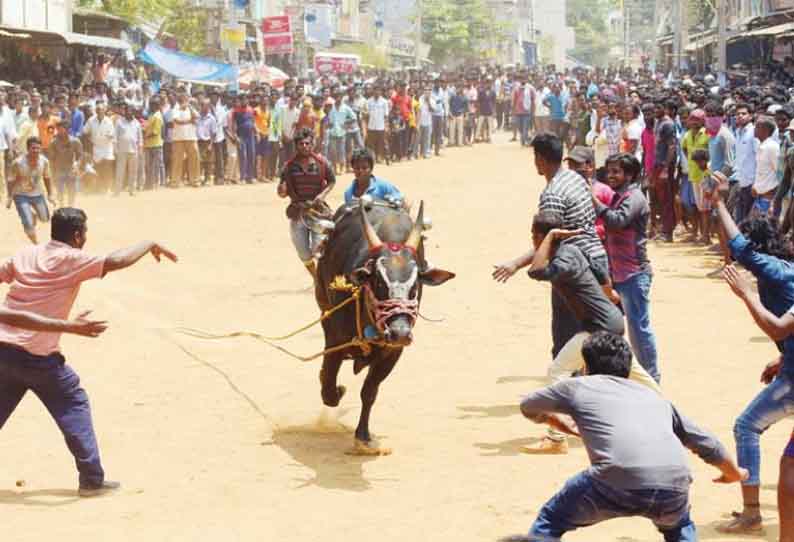 காட்பாடியில், காளைவிடும் திருவிழாவில் மாடுகள் முட்டியதில் 22 பேர் காயம்