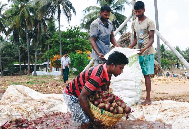 குடிமங்கலம் பகுதியில் ஒரு கிலோ பீட்ரூட் 4 ரூபாய் விலை வீழ்ச்சியால் விவசாயிகள் கவலை