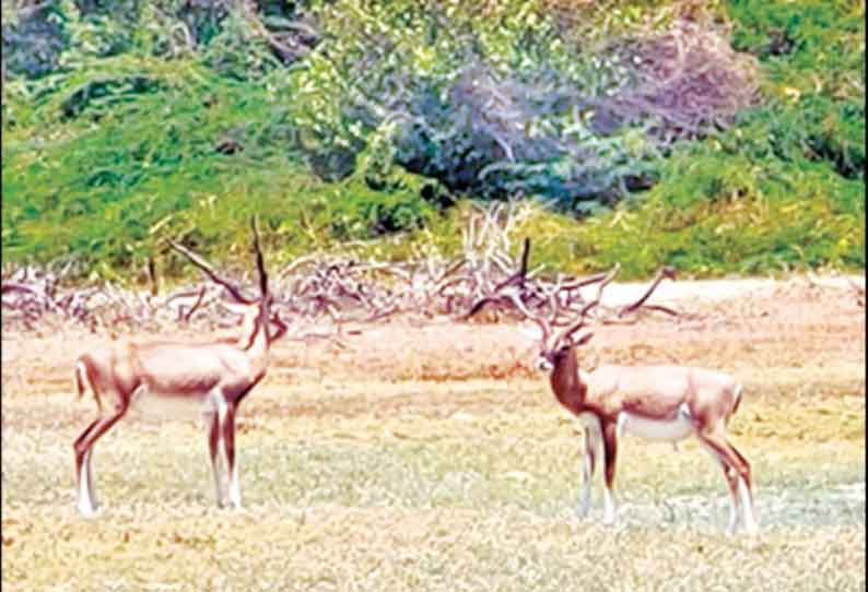 கோடியக்கரை சரணாலயத்தில் வனவிலங்குகள் கணக்கெடுக்கும் பணி