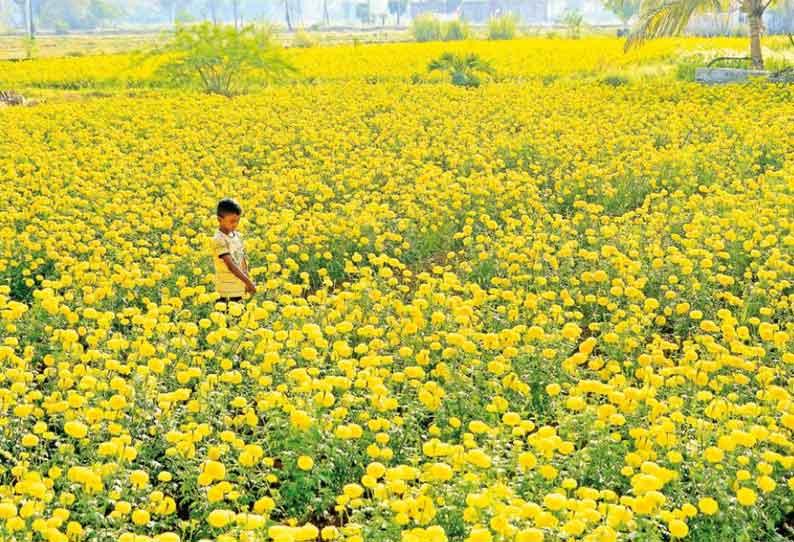 அறுவடையாகாமல் வீணாய் போகும் வாழை, மல்லிகை, மிளகாய் பயிர்கள்