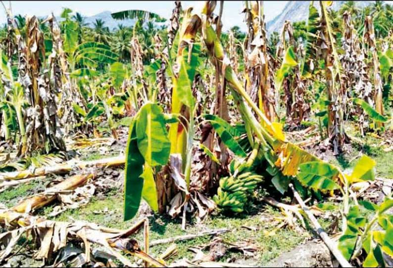 வத்திராயிருப்பு அருகே சூறைக்காற்றுக்கு வாழைகள் சேதம்