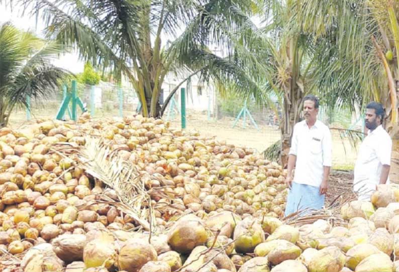 மடத்துக்குளம் பகுதியில் ரூ.5 கோடி தேங்காய்கள் தேக்கம் - வியாபாரிகள் கவலை