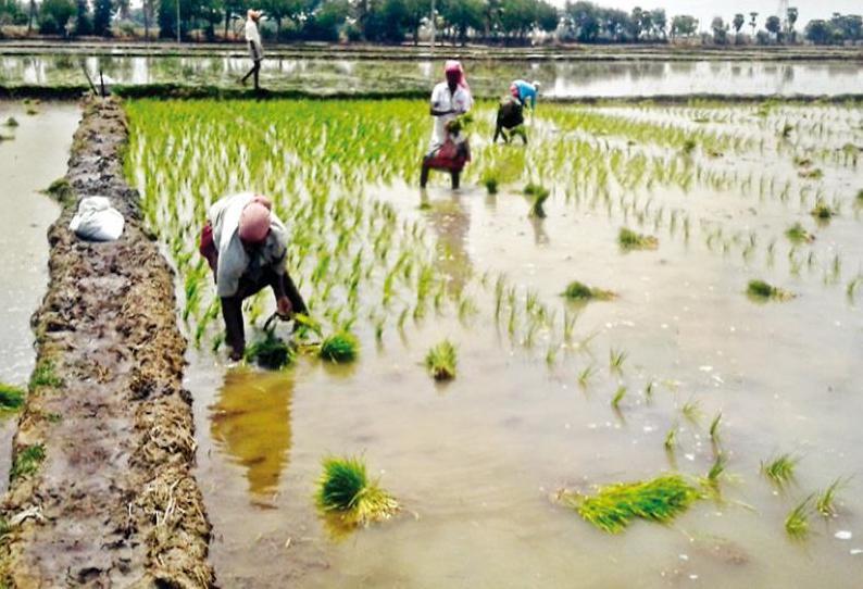 திருக்காட்டுப்பள்ளி பகுதியில் சித்திரை பருவ நெல் சாகுபடி பணிகள் தீவிரம்