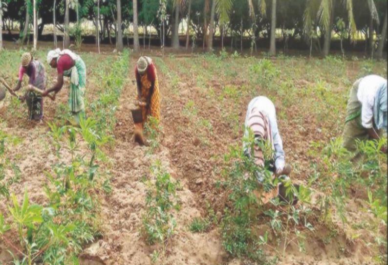 சீர்காழி பகுதியில் மரவள்ளி கிழங்கு செடிகளுக்கு களைவெட்டும் பணி தீவிரம்