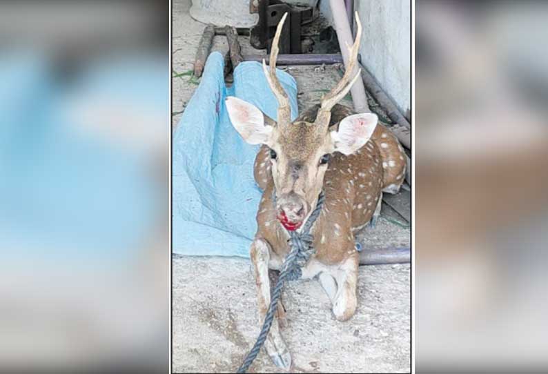 குடியாத்தம் அருகே தண்ணீர்தேடி வந்த புள்ளிமான் மீட்பு