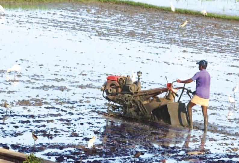 குமரி மாவட்டத்தில் தொடர் மழை: கன்னிப்பூ சாகுபடியில் விவசாயிகள் மும்முரம்