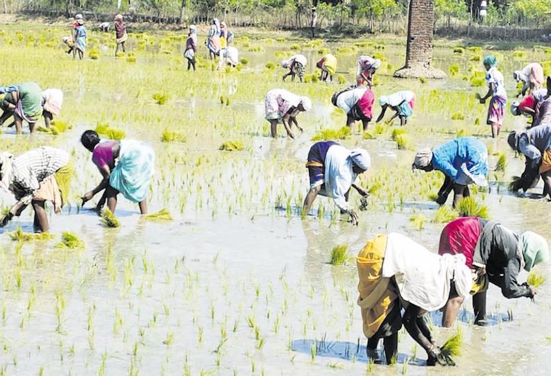 தரங்கம்பாடி தாலுகா பகுதியில் நிலத்தடி நீரை பயன்படுத்தி நெல் சாகுபடி பணியில் விவசாயிகள் மும்முரம்