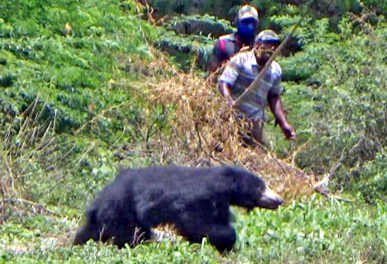 வத்திராயிருப்பு அருகே பரபரப்பு: ஊரடங்கு நேரத்தில் ஊருக்குள் உலா வந்த கரடி - 5 மணி நேர போராட்டத்துக்கு பின்பு பிடிபட்டது