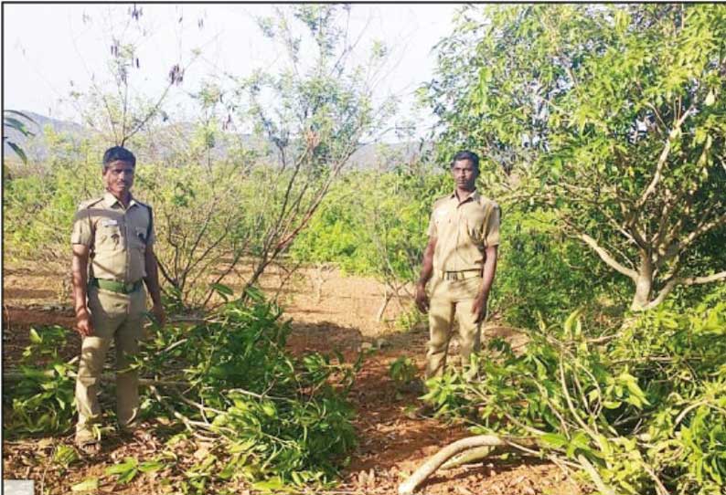 ஆந்திர மாநில வனப்பகுதிக்கு விரட்டப்பட்ட காட்டு யானைகள் மீண்டும் அட்டகாசம்