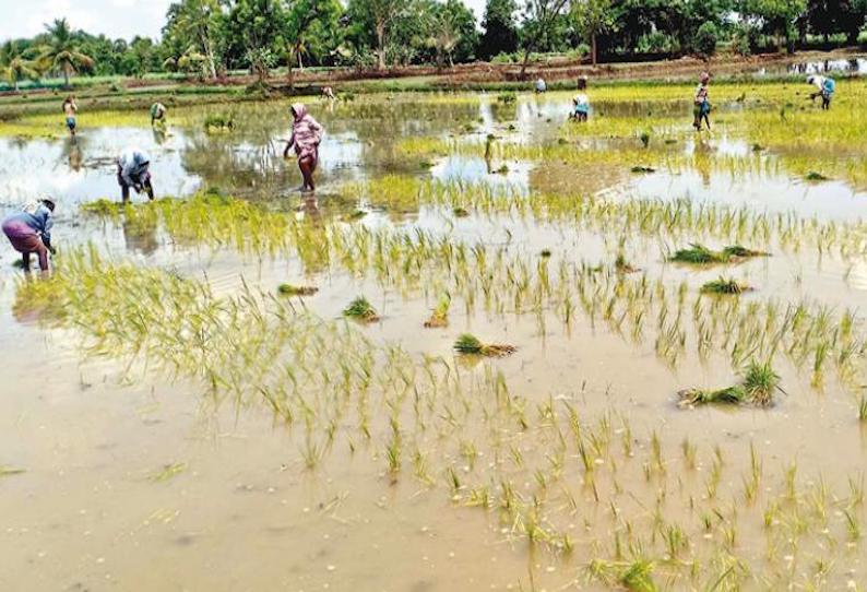 கொரடாச்சேரியில் குறுவை சாகுபடி பணியில் விவசாயிகள் தீவிரம்