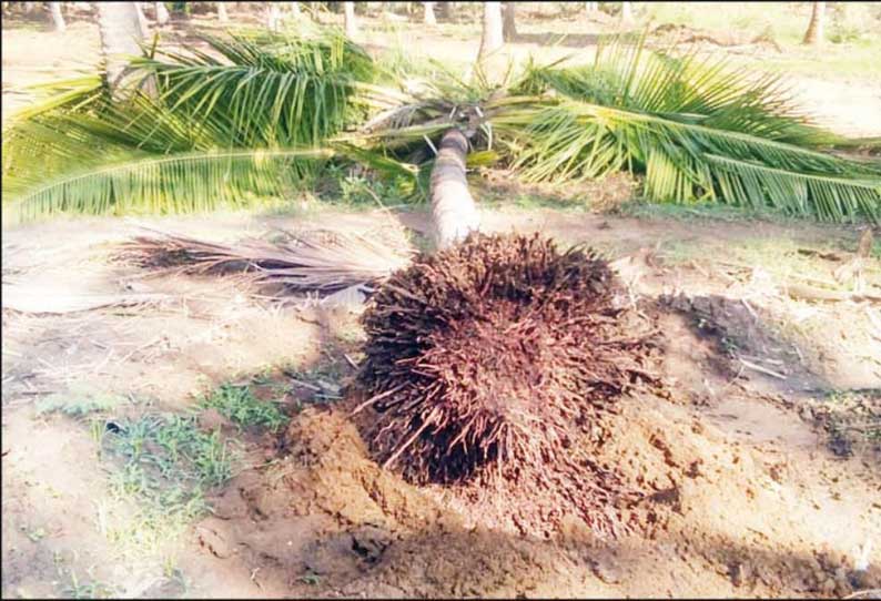 தென்காசி அருகே, தோட்டத்தில் காட்டு யானைகள் புகுந்து தொடர் அட்டகாசம்