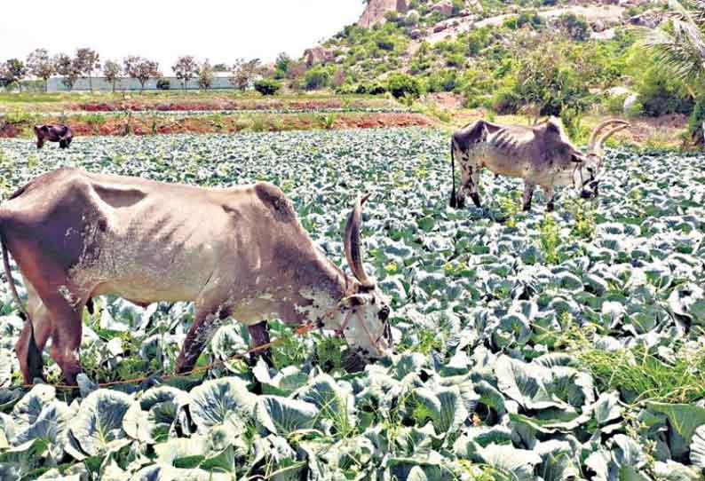 கெலமங்கலம் பகுதியில் முட்டைகோஸ் விலை கடும் வீழ்ச்சி கால்நடைகளை மேய விடும் அவலம்