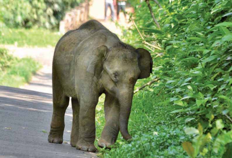 சுல்தான்பத்தேரி அருகே, ஊருக்குள் புகுந்த குட்டியானையால் பரபரப்பு