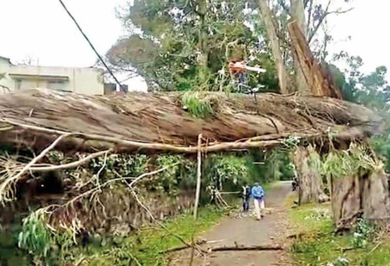 கொடைக்கானலில் பலத்த காற்றுடன் மழை  மரங்கள் விழுந்து மின்சாரம் துண்டிப்பு