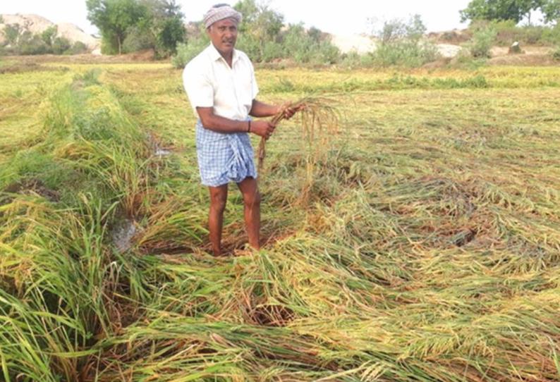 அன்னவாசல் பகுதியில் மழை: நெற்பயிர்கள் நீரில் மூழ்கி நாசம் விவசாயிகள் வேதனை