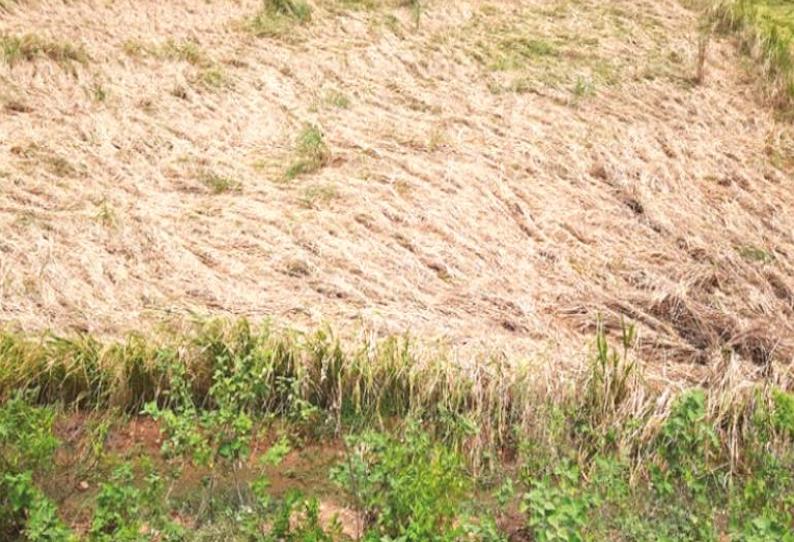 வையம்பட்டி அருகே அறுவடைக்கு தயாரான நெற்கதிர்கள் மழைநீரில் மூழ்கி வீணாகும் அவலம் விவசாயிகள் வேதனை