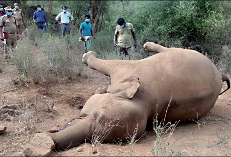 உரிகம் வனப்பகுதியில் பெண் யானை சாவு